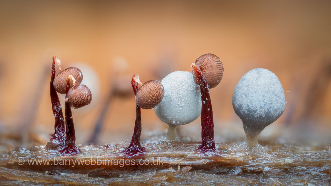 Photo © Barry Webb Cribraria cancellata by Barry Webb